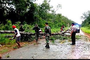 TNI-Polri dan Masyarakat Bersihkan Pohon Tumbang di Jalan Trans Papua