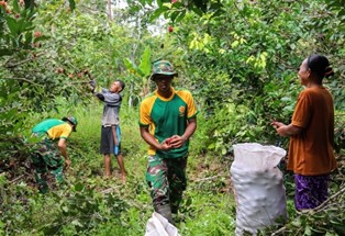 Prajurit TNI Bantu Warga Perbatasan RI-PNG Panen Buah
