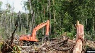 Tiga Tersangka Termasuk Pemilik PT. Darmex-PT Duta Palma di Kasus Alih Fungsi Hutan Riau