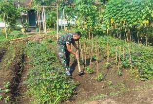 Brigif Para Raider 18/Kostrad Jaga Ketahanan Pangan dengan Bercocok Tanam