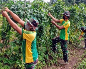 Di Ttengah Wabah Corona,�Yonif�411 Kostrad Berkebun Wujud Ketahanan Pangan