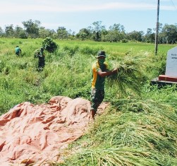 Bantu Panen Warga Papua, Satgas 411 Kostrad Jaga Ketersediaan Pangan