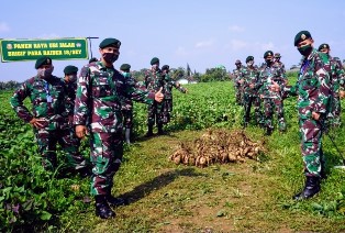 Brigif Para Raider 18/Kostrad Tak Surutkan Panen Raya di Tengah Wabah Corona