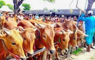 Kejati Sebut Kasus Pengadaan Sapi Dinas Peternakan Riau Bukan Dihentikan, Ini Temuan BPK RI