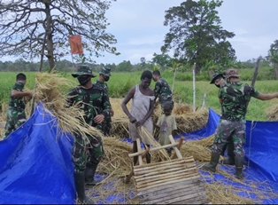 Prajurit Satgas Pamtas Yonif 125/Simbisa Bantu Warga Panen Padi di Tapal Batas
