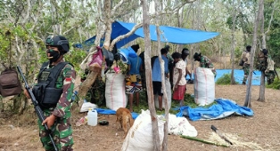 Prajurit Pamtas RI-PNG Yonif 125/Simbisa Bantu Warga Jemaat Panen Daun Kayu Putih