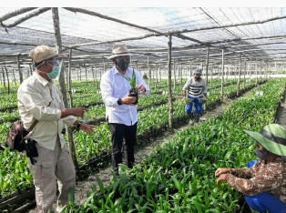 Petama Kali Sejak Berdiri, PTPN V Budidayakan 1,5 Juta Bibit Sawit Unggul Percepat PSR