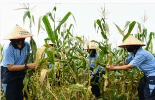 Di Tengah Covid-19, Lanud Rsn Gelar Panen Raya Jagung