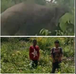Gajah Liar Rusak Kebun Warga, Disebut Ditangani BKSDA Riau